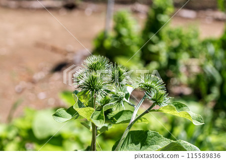牛蒡的總苞，其根只有日本人吃[早期] 115589836