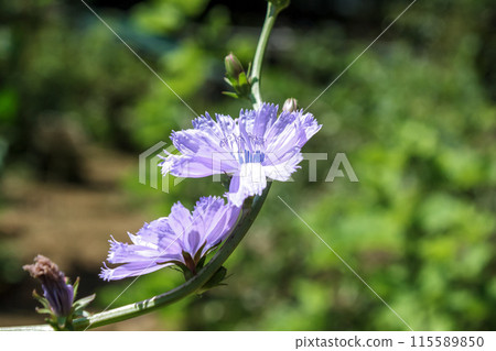 Bright blue flowers of chicory plant of the Asteraceae family Bright blue flowers of chicory plant of the Asteraceae family 115589850