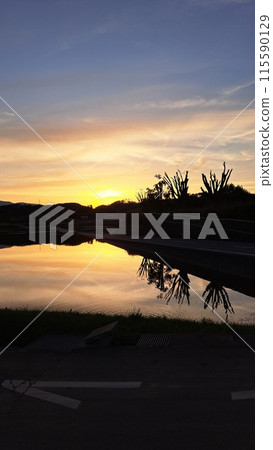 Paddy fields stained in sunset Paddy fields stained in sunset 115590129