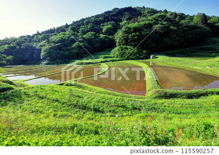 Ishihata的水稻梯田 115590257