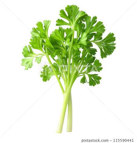 Parsley leaves twirling in a whirlwind of vibrant green Petroselinum crispum Food and Culinary concept 115590441