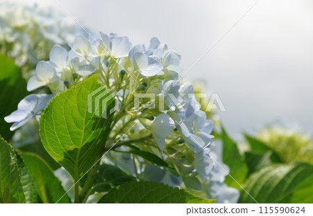 Light blue hydrangea Light blue hydrangea 115590624