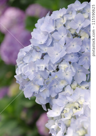 Light blue hydrangea Light blue hydrangea 115590625