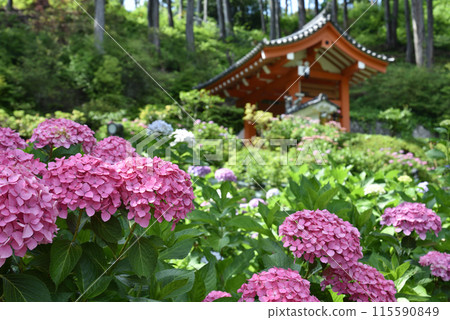 Pink hydrangeas at Mimuroto Temple Pink hydrangeas at Mimuroto Temple 115590849