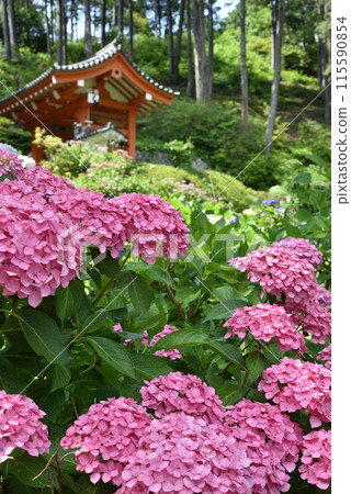 三室戶寺的粉紅繡球花 三室戶寺的粉紅繡球花 115590854
