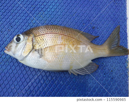 我釣到了一條鯛魚 我釣到了一條鯛魚 115590985