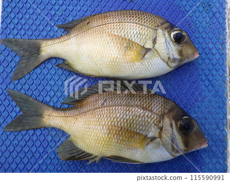 I caught a big-spotted sea bream 115590991