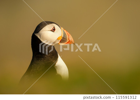 Portrait of Atlantic puffin on a coastal area of Scotland 115591312