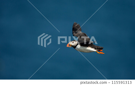 Portrait of Atlantic puffin in flight against blue sky Portrait of Atlantic puffin in flight against blue sky 115591313