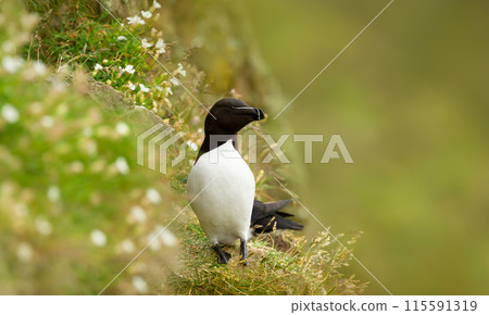 Portrait of a Razorbill nesting on a cliff 115591319