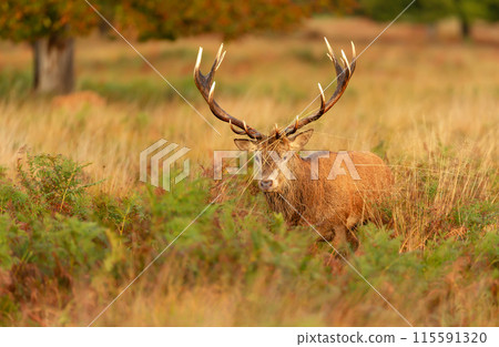 Portrait of a red deer stag during the rut in autumn 115591320
