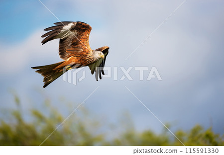 Red kite in flight against blue sky 115591330