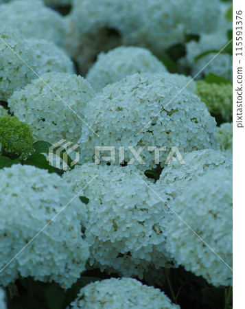 白色繡球花 白色繡球花 115591376