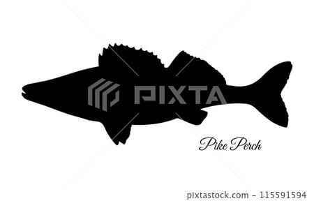 Pikeperch fish silhouette 115591594