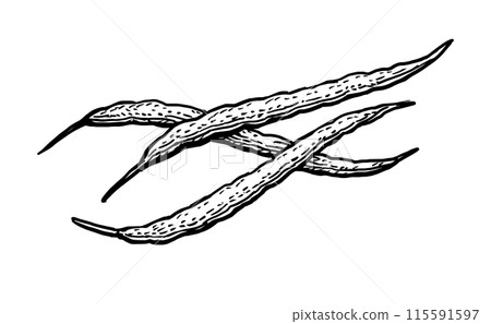 Mustard pods ink sketch. 115591597