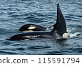 A orca meets in the Sea of Rausu 115591794