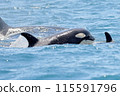 Baby Killer Whale 115591796