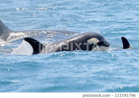Baby Killer Whale Baby Killer Whale 115591796