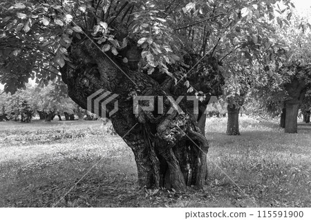 Old Mulberry Old Mulberry 115591900