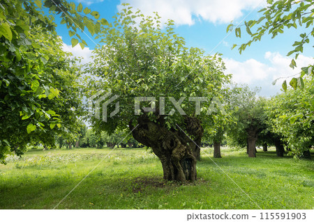 Old Mulberry 115591903