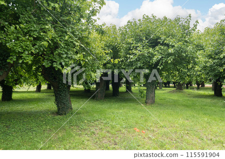 Old Mulberry 115591904