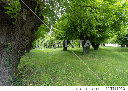 Old Mulberry 115591910