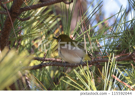 Japanese white-eye perching on a branch 115592044