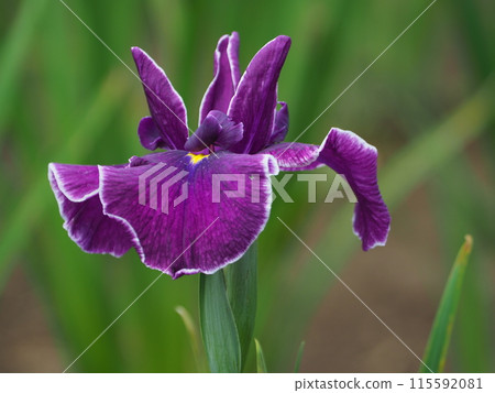 beautiful purple irises 115592081