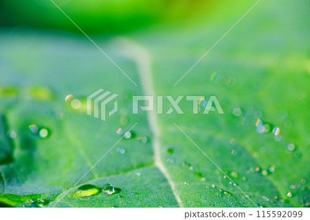 Morning dew on the leaves Morning dew on the leaves 115592099