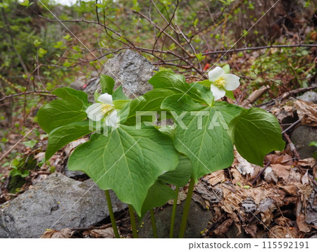 White flowers of trillium White flowers of trillium 115592191