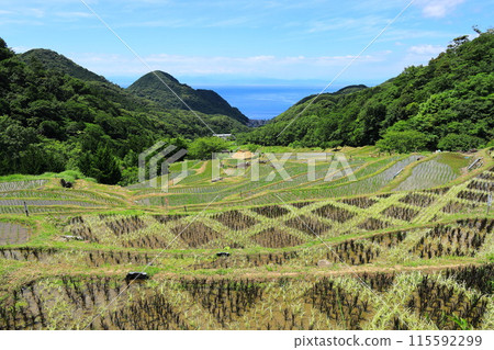 伊豆和Ishibe的水稻梯田 115592299