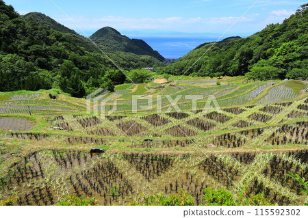 伊豆和Ishibe的水稻梯田 115592302