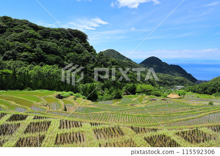 Rice terraces of Izu and Ishibe Rice terraces of Izu and Ishibe 115592306