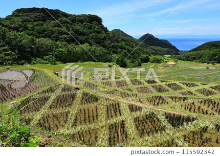 Rice terraces of Izu and Ishibe Rice terraces of Izu and Ishibe 115592342
