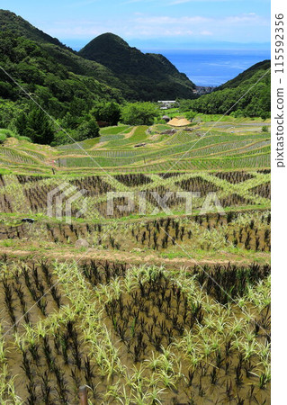 伊豆和Ishibe的水稻梯田 115592356
