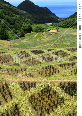 伊豆和Ishibe的水稻梯田 伊豆和Ishibe的水稻梯田 115592357