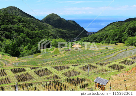Rice terraces of Izu and Ishibe Rice terraces of Izu and Ishibe 115592361