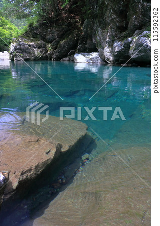 Early summer Karagoshi in the Asemigawa Valley (Motoyama Town, Kochi Prefecture) Early summer Karagoshi in the Asemigawa Valley (Motoyama Town, Kochi Prefecture) 115592362