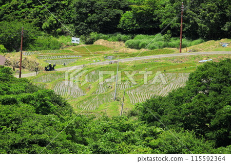 伊豆和Ishibe的水稻梯田 伊豆和Ishibe的水稻梯田 115592364