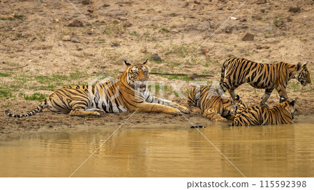 wild female tiger or mother tigress or panthera tigris in motherhood days with three new born cubs near natural waterhole in hot summer season safari at bandhavgarh national park madhya pradesh india 115592398
