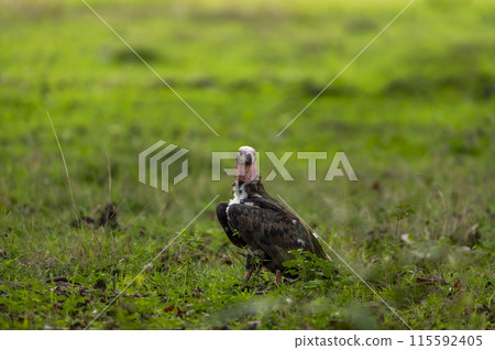 red headed vulture or sarcogyps calvus or Asian king or Indian black vulture with eye contact in natural scenic green background at Bandhavgarh National Park tiger Reserve safari Madhya pradesh india 115592405