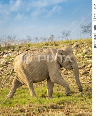 wild aggressive asian female elephant or Elephas maximus indicus walking in summer season safari in migration and natural scenic background jim corbett national park forest reserve uttarakhand india wild aggressive asian female elephant or Elephas maximus indicus walking in summer season safari in migration and natural scenic background jim corbett national park forest reserve uttarakhand india 115592406
