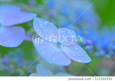 繡球花,隱隱發光的雨季花 繡球花,隱隱發光的雨季花 115592450