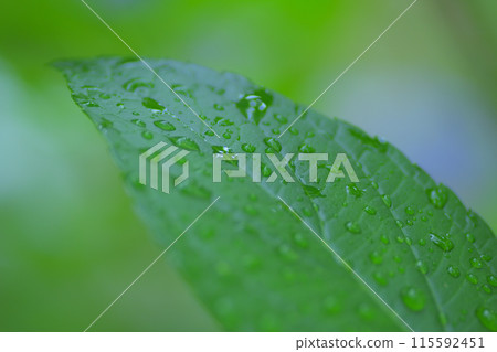 雨季中期的光線 雨季中期的光線 115592451