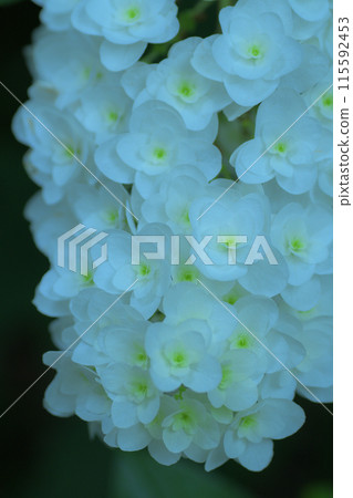 Hydrangea: White flowers that shine in the shade Hydrangea: White flowers that shine in the shade 115592453
