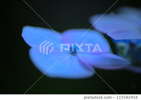 繡球花藍影 115592458