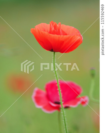 Red Poppy Red Poppy 115592469