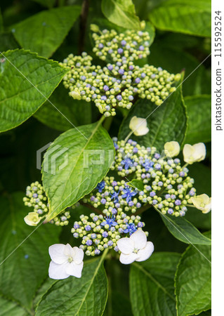 Blue hydrangea flower Blue hydrangea flower 115592524