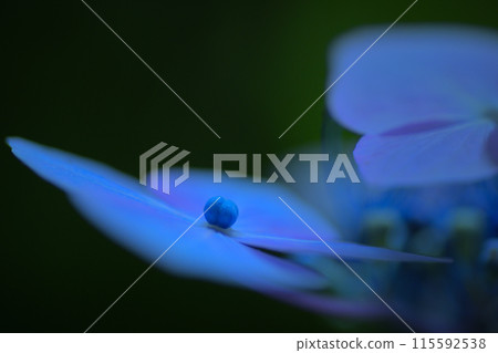繡球花藍光 115592538