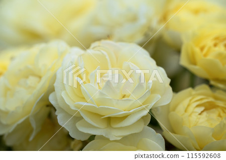 奶油玫瑰 115592608